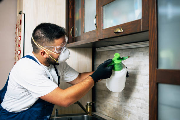 Best Local Pest Control Services  in Lago Vista, TX