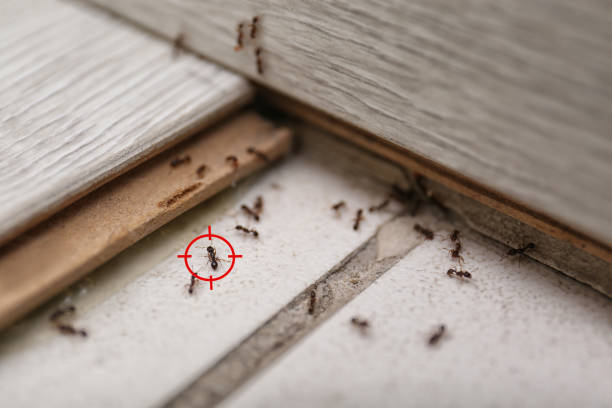 Lago Vista, TX Pest Control Company