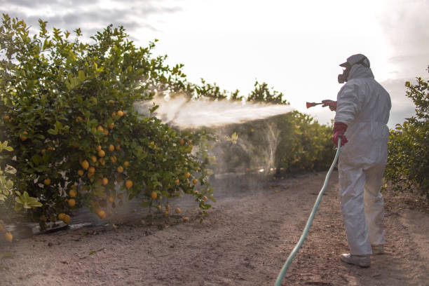 Best Ant Control Services  in Lago Vista, TX