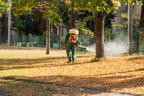 Best Termite Control Services  in Lago Vista, TX